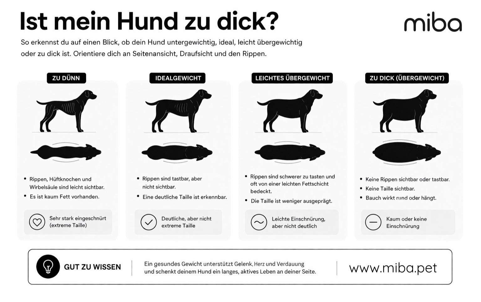 Übergewicht beim Hund – wie du es erkennst und was wirklich hilft
