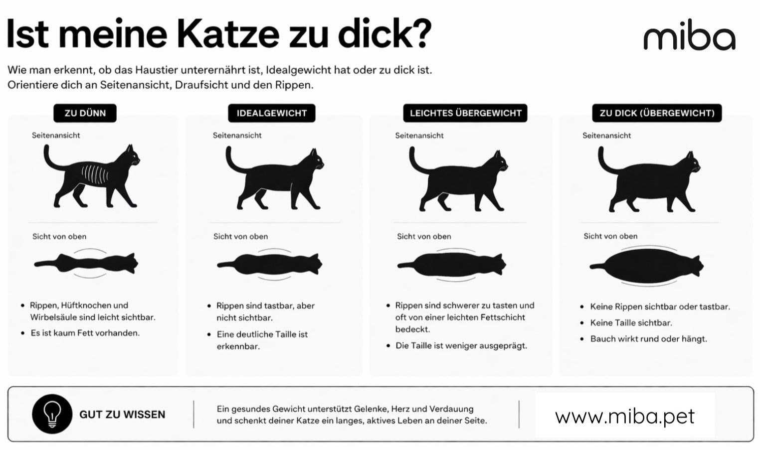 Übergewicht bei Katzen – wie du es erkennst und was deiner Samtpfote wirklich hilft