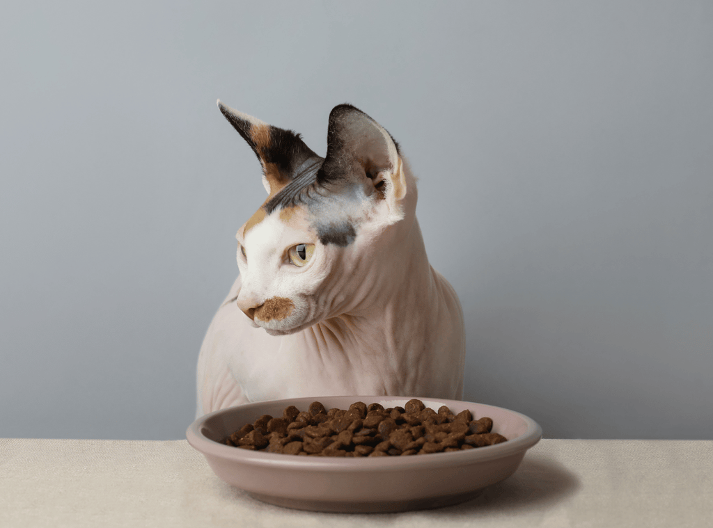 Hypoallergenes Futter für Katzen – was wirklich dahintersteckt