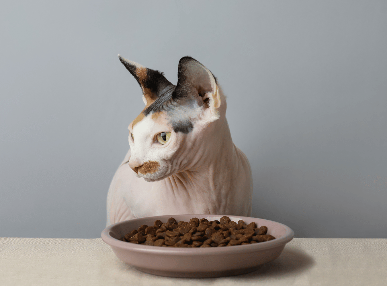 Hypoallergenes Futter für Katzen – was wirklich dahintersteckt