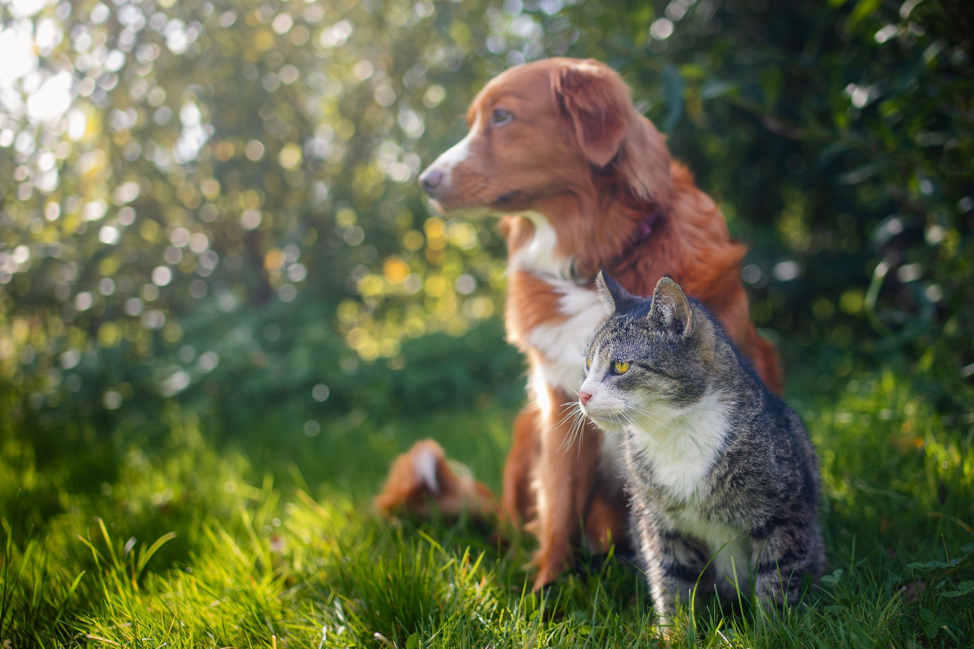 Futterumstellung bei Hund und Katze – so gelingt der Wechsel zum neuen Futter