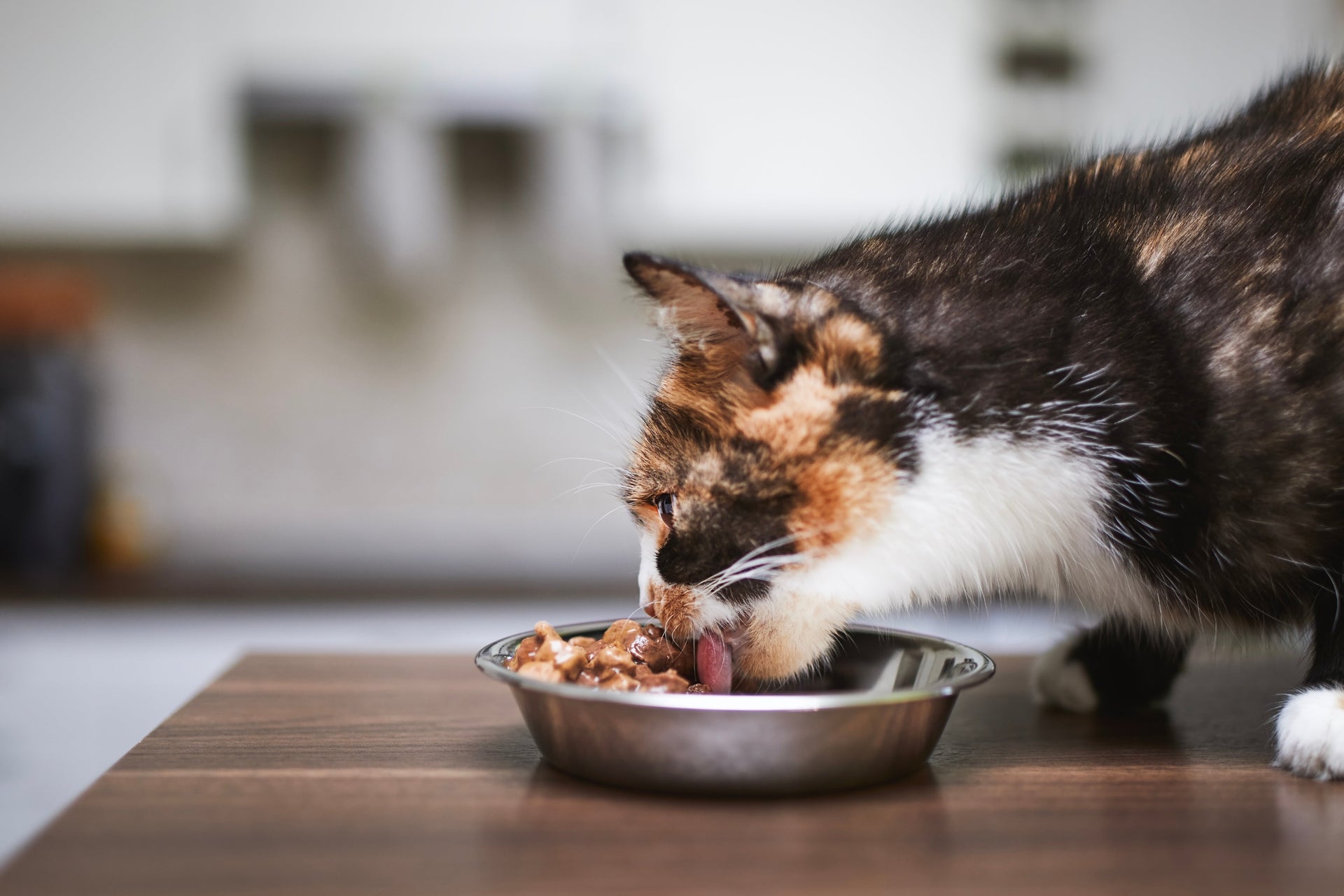 Monoprotein Katzenfutter – wann Futter mit nur einer Proteinquelle sinnvoll ist