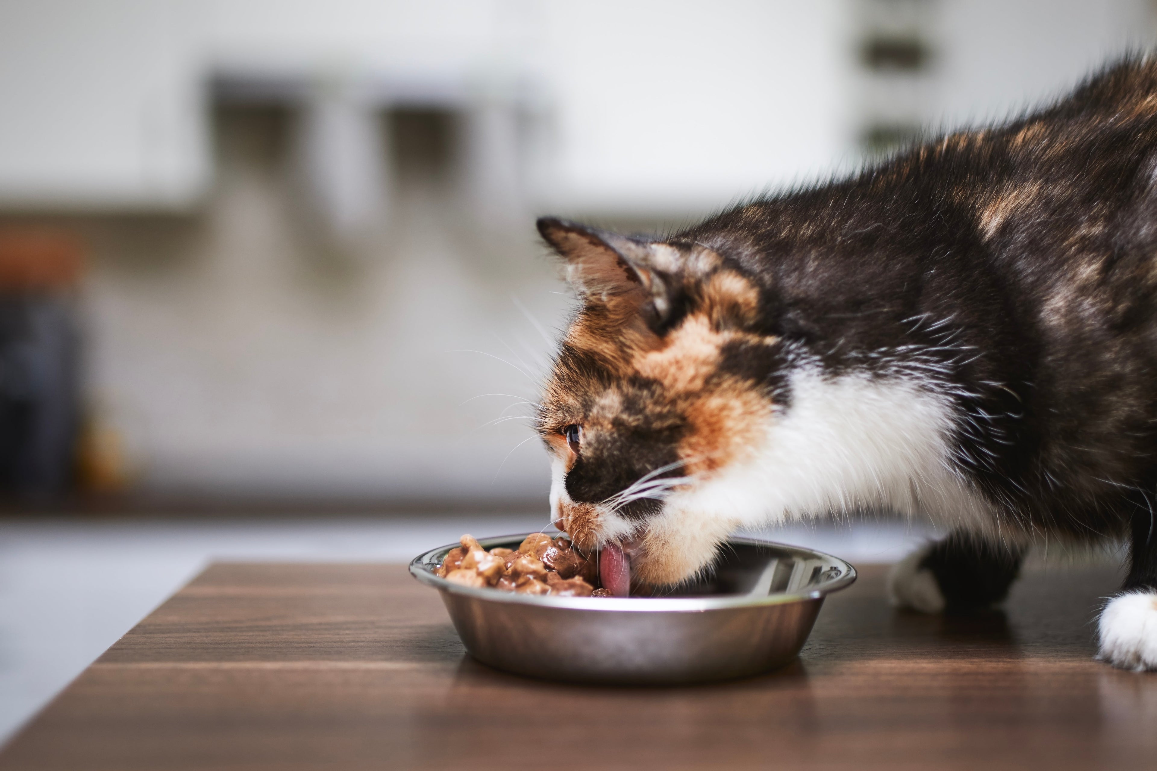 Monoprotein Katzenfutter – wann Futter mit nur einer Proteinquelle sinnvoll ist