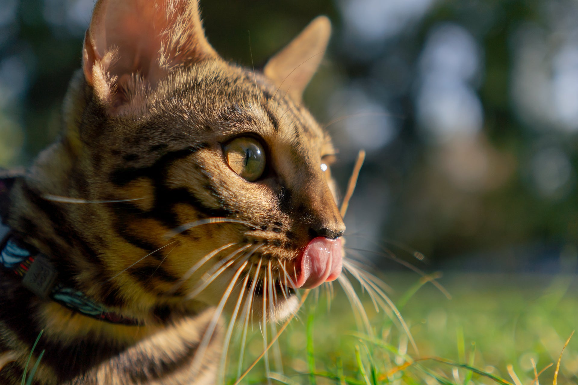 Verdauung bei Katzen verstehen – Wie Ernährung den Katzenmagen beeinflusst