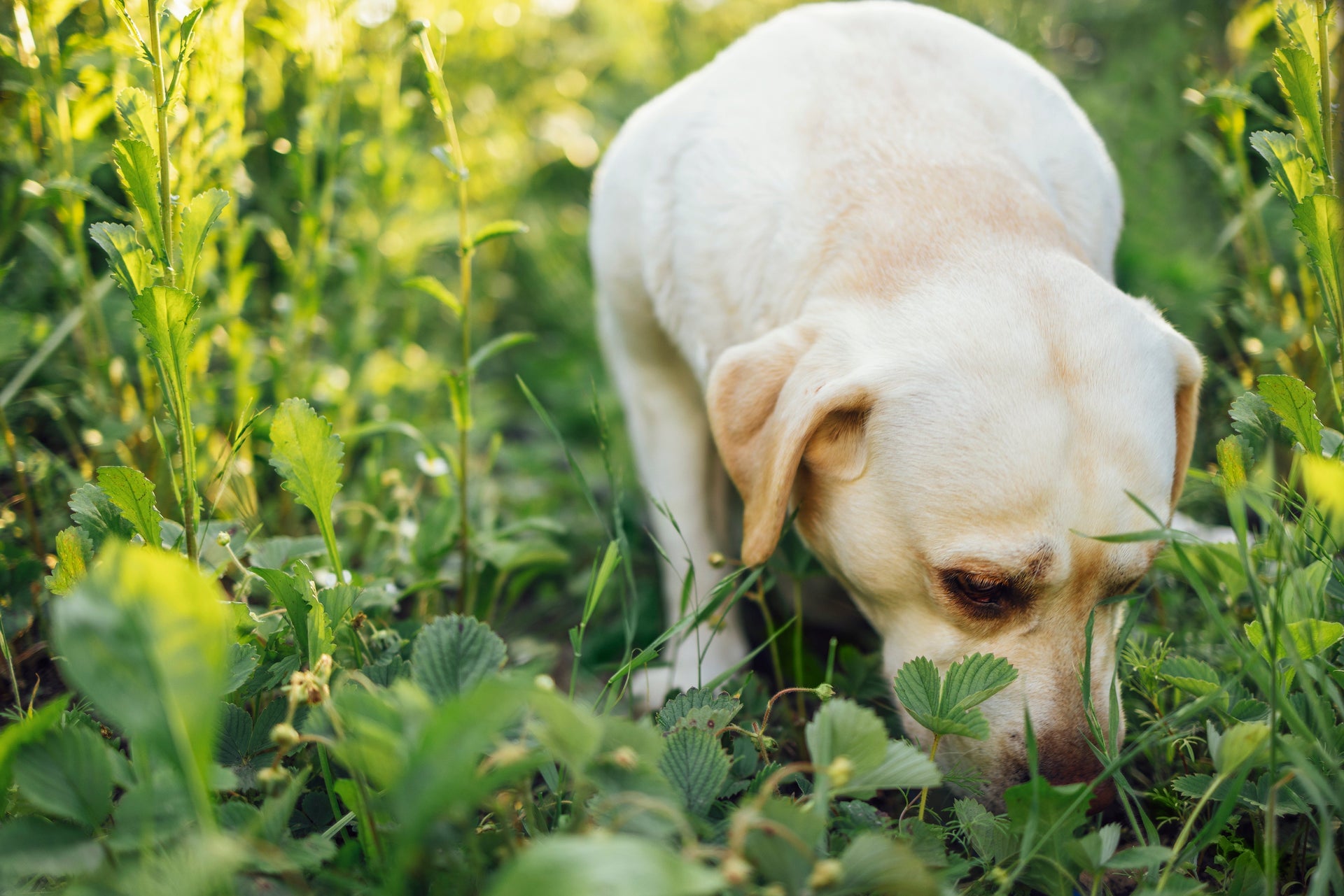 Verdauung beim Hund unterstützen – Wie das richtige Hundefutter helfen kann