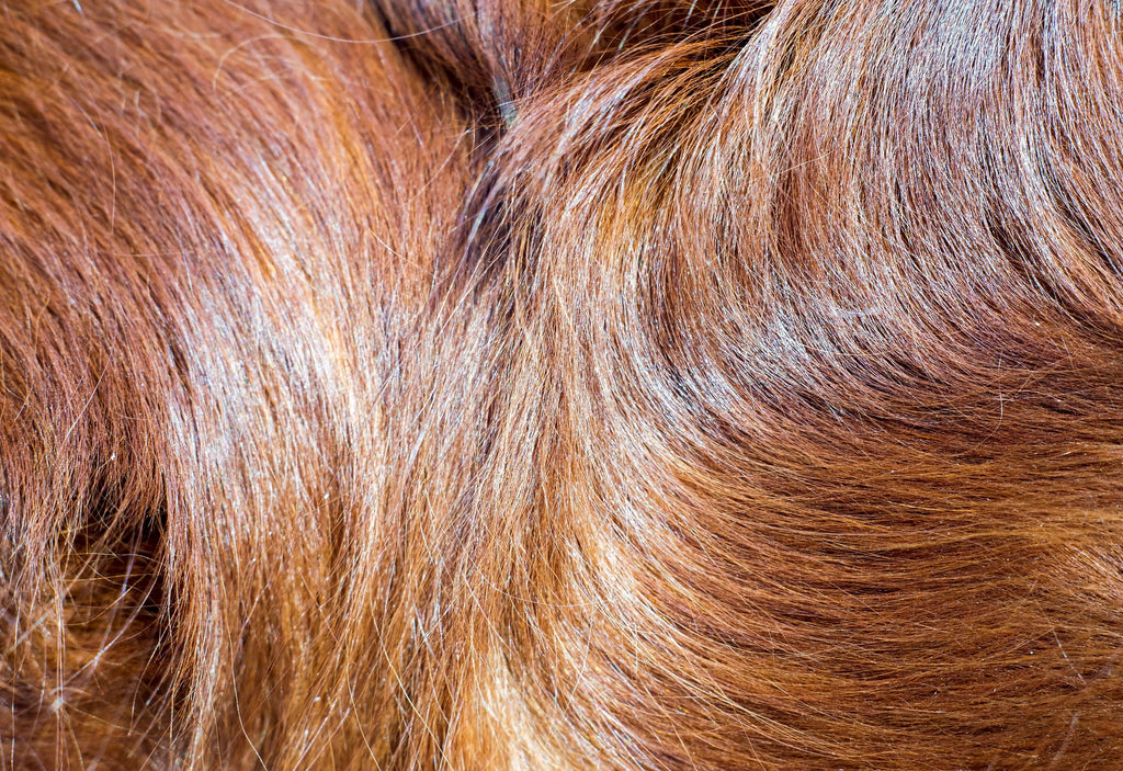 Fell & Haut beim Hund – wie Ernährung wirklich hilft