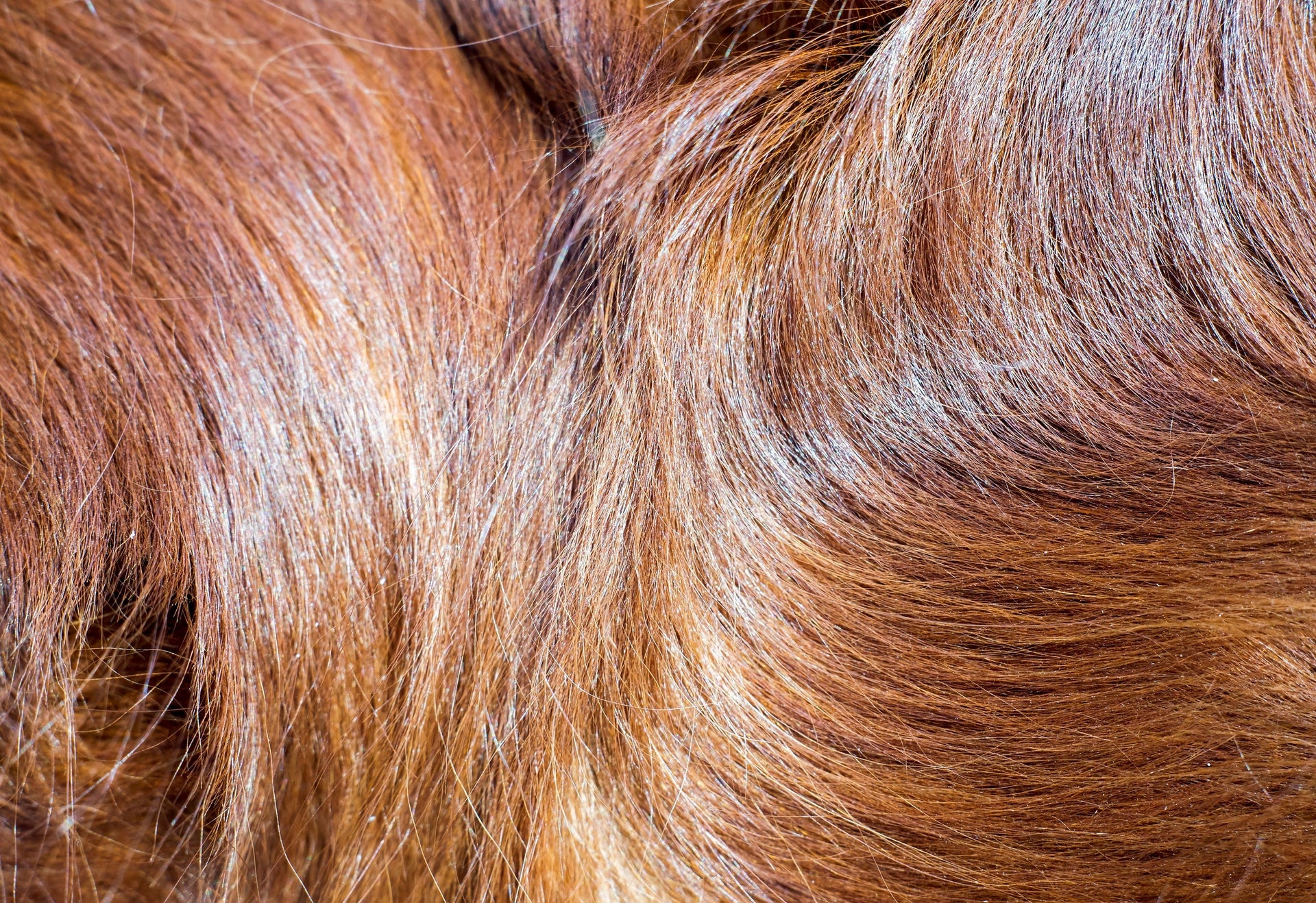 Fell & Haut beim Hund – wie Ernährung wirklich hilft