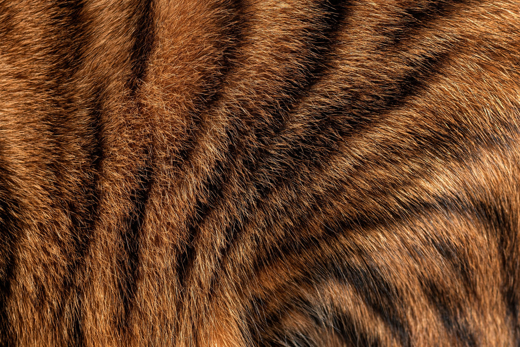 Fell & Haut bei der Katze – wie Ernährung wirklich hilft
