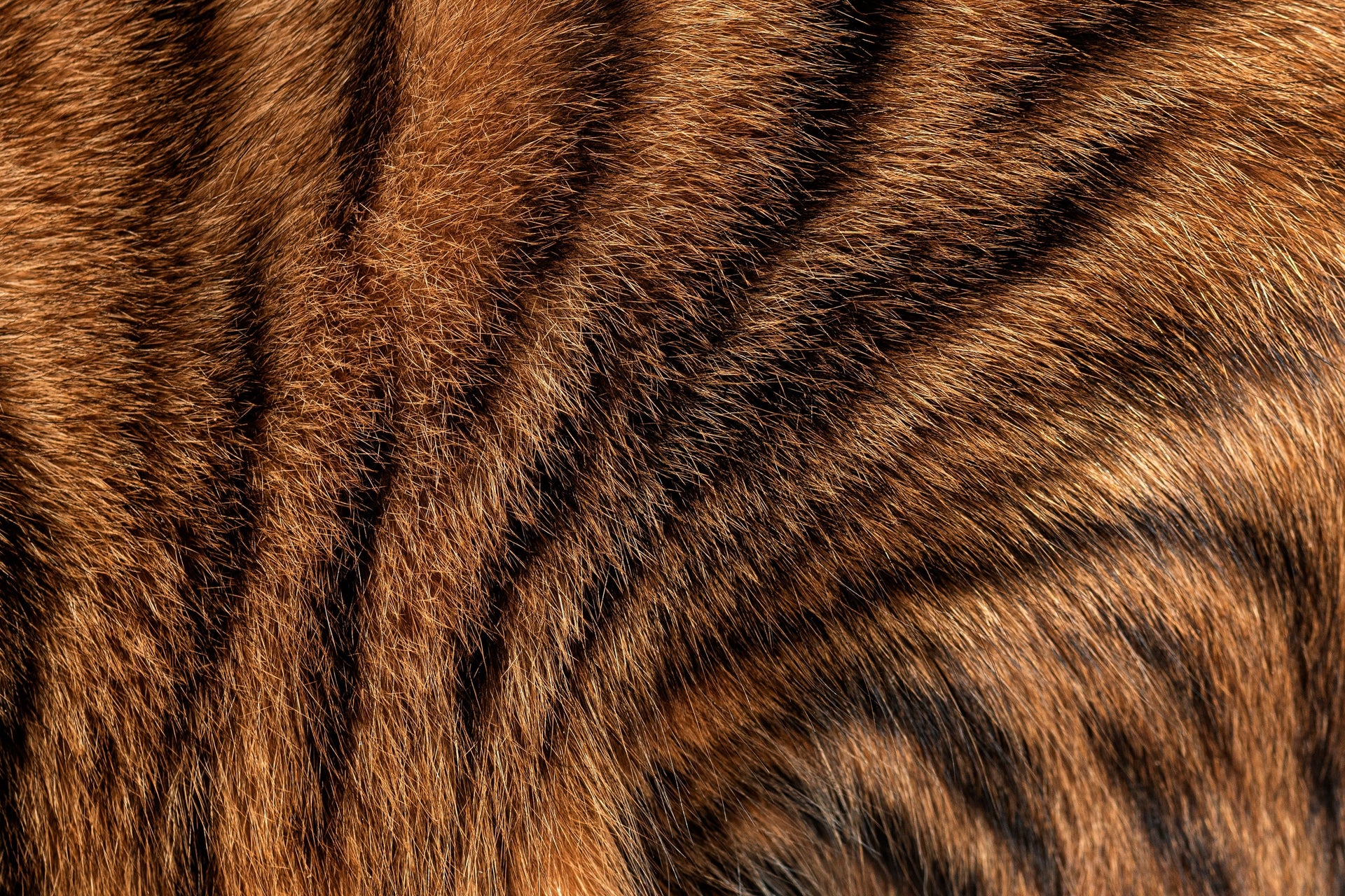 Fell & Haut bei der Katze – wie Ernährung wirklich hilft