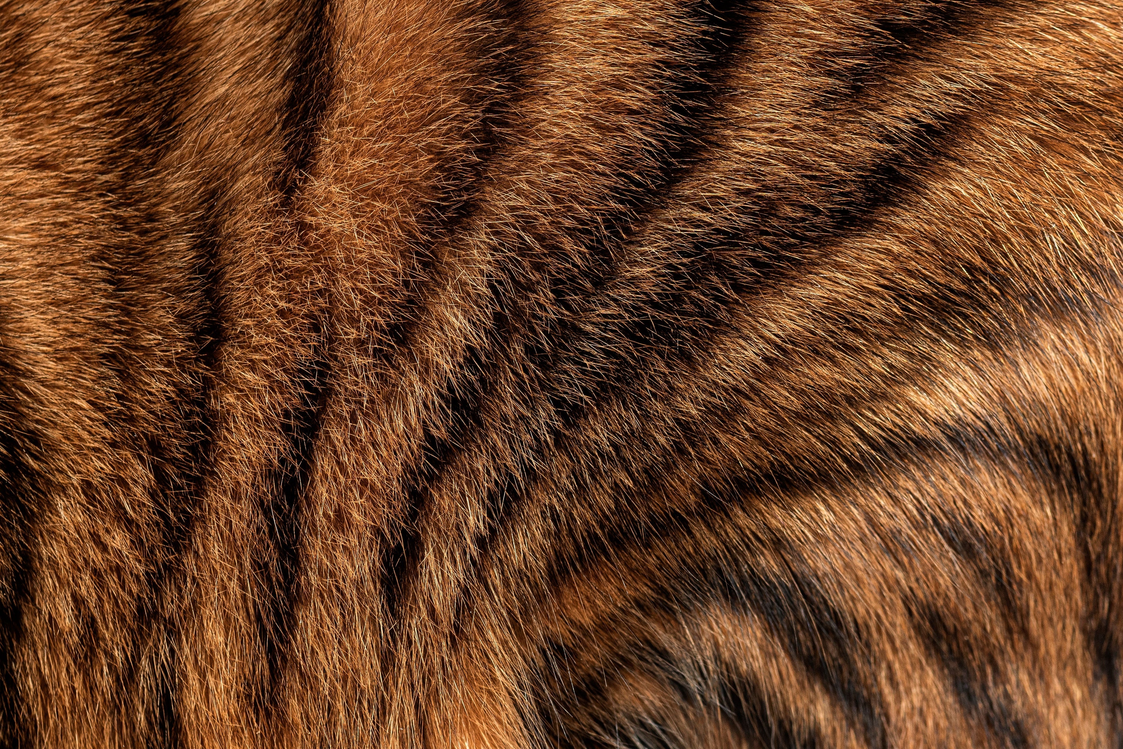Fell & Haut bei der Katze – wie Ernährung wirklich hilft