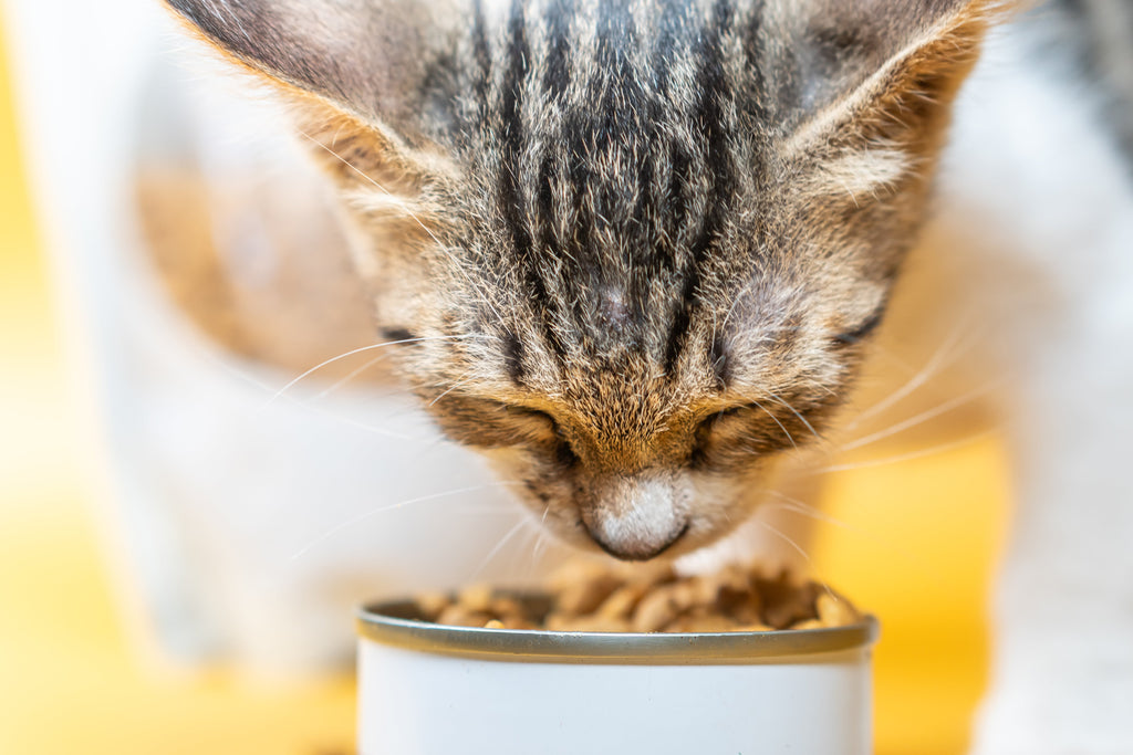 Wie viel Futter braucht meine Katze? Ein einfacher Leitfaden für jeden Tag