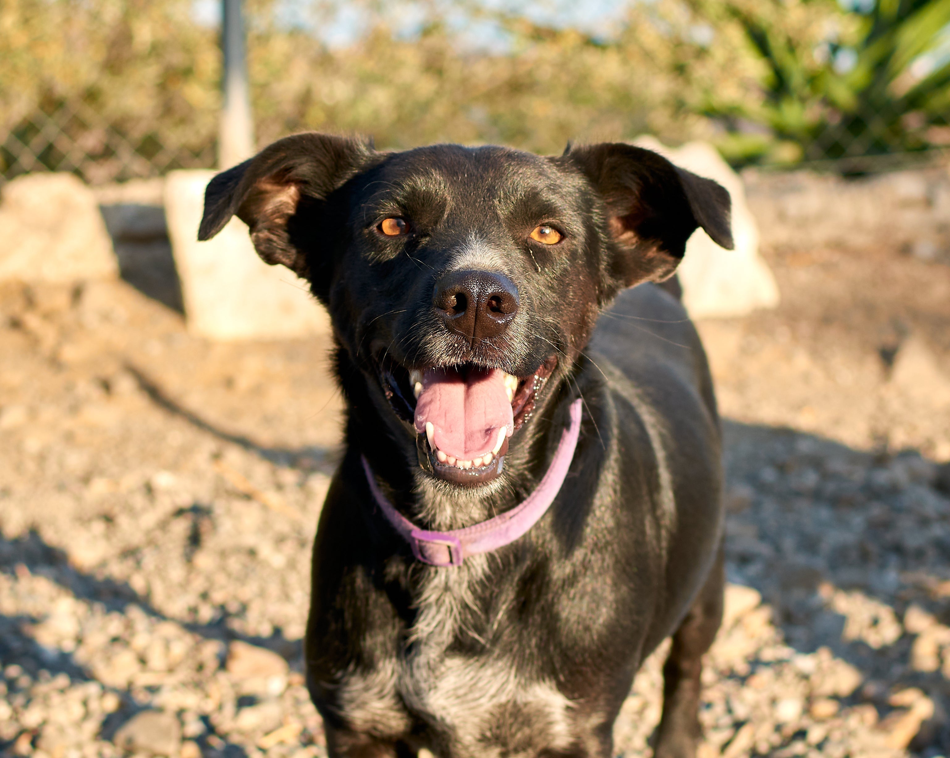 Hund aus dem Ausland adoptiert – was jetzt beim Futter beachten?