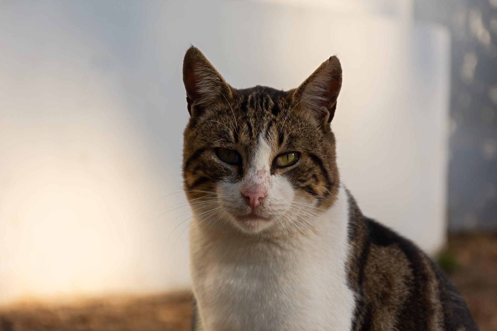 Katze aus dem Ausland adoptiert – was jetzt beim Futter beachten?