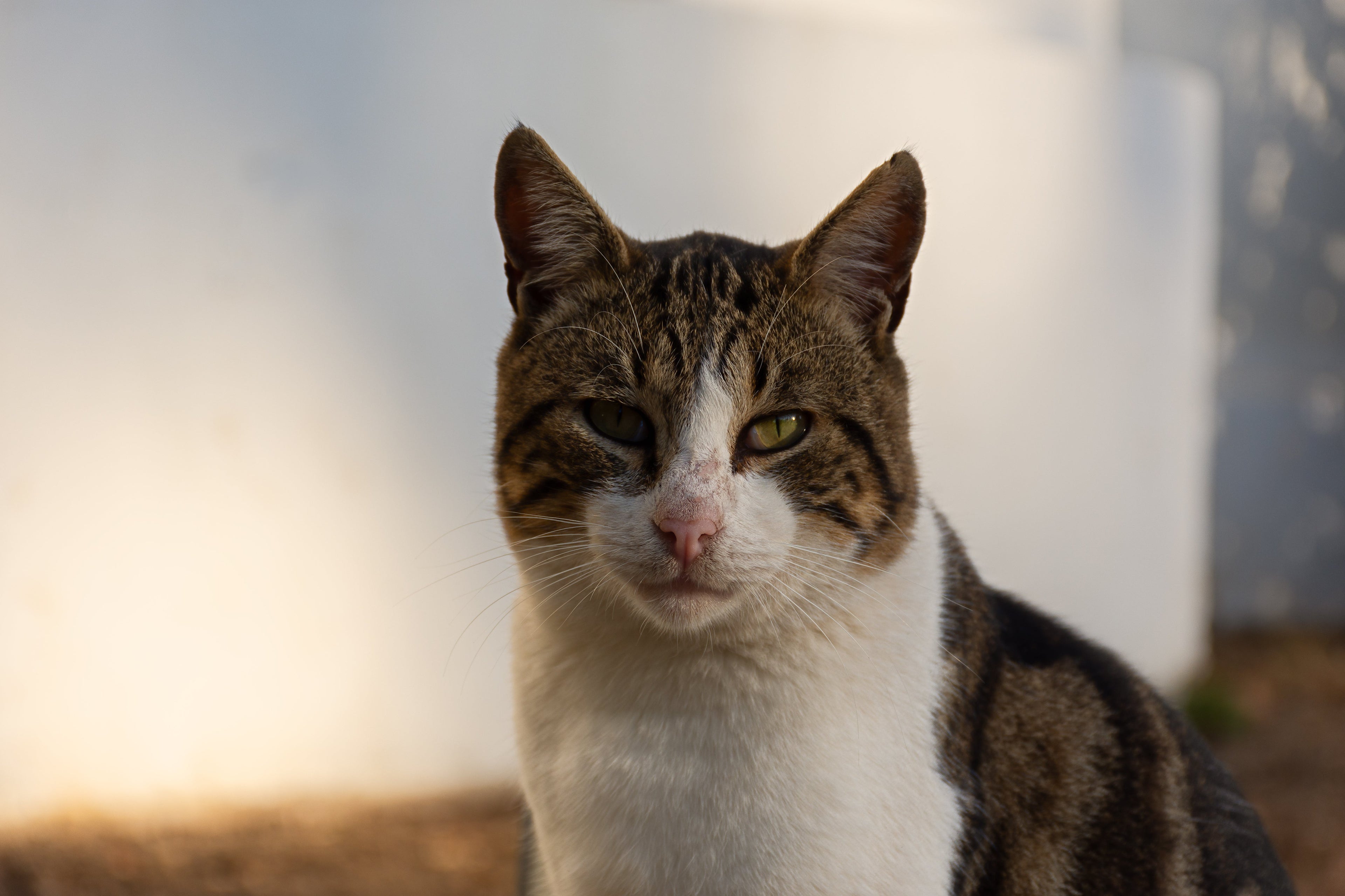 Katze aus dem Ausland adoptiert – was jetzt beim Futter beachten?