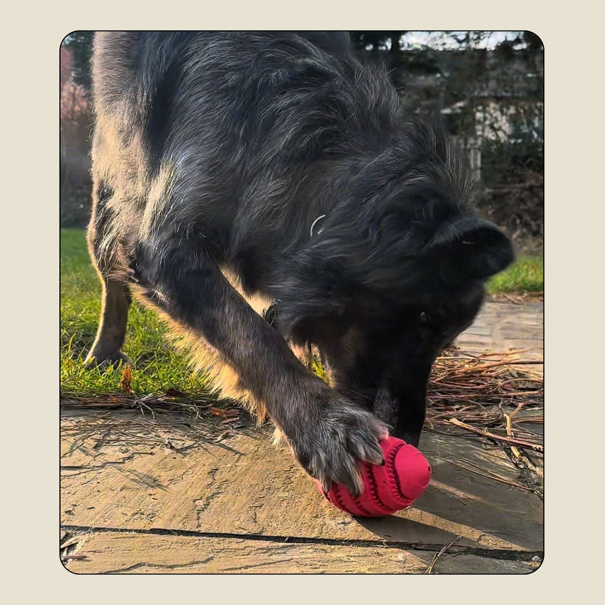 Snackball für Hunde aus Gummi – Intelligenzspielzeug & Futterball gegen Langeweile