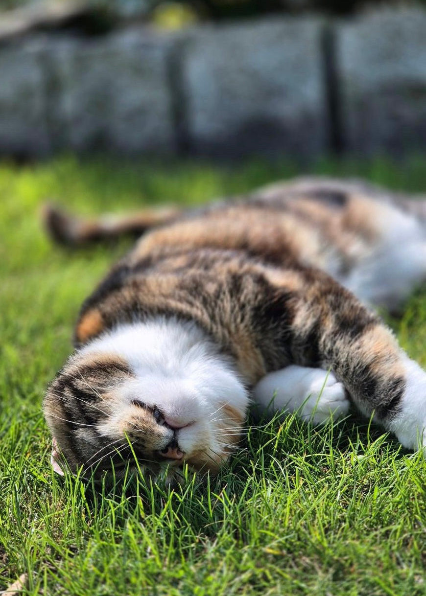 Das Monoprotein bei Allergie und Unverträglichkeiten