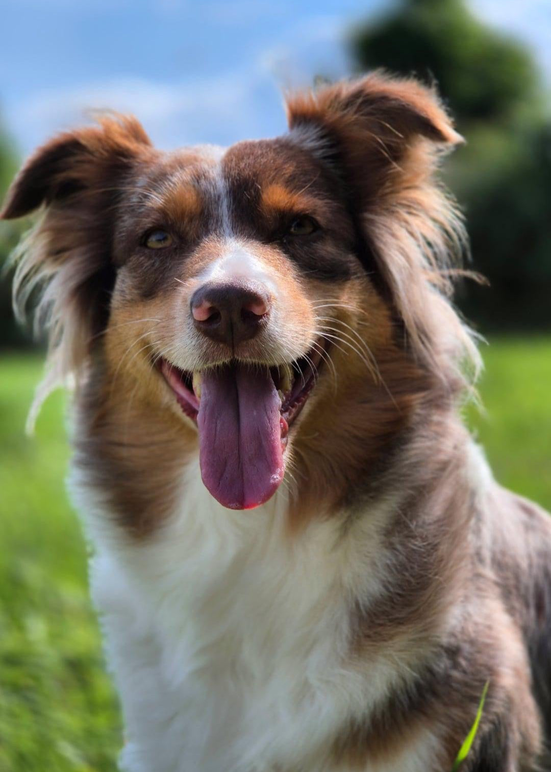 Für gesunde Haut und schönes Fell