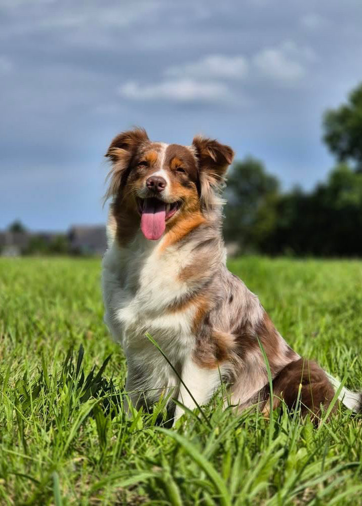 Monoprotein für gesunde Gelenke