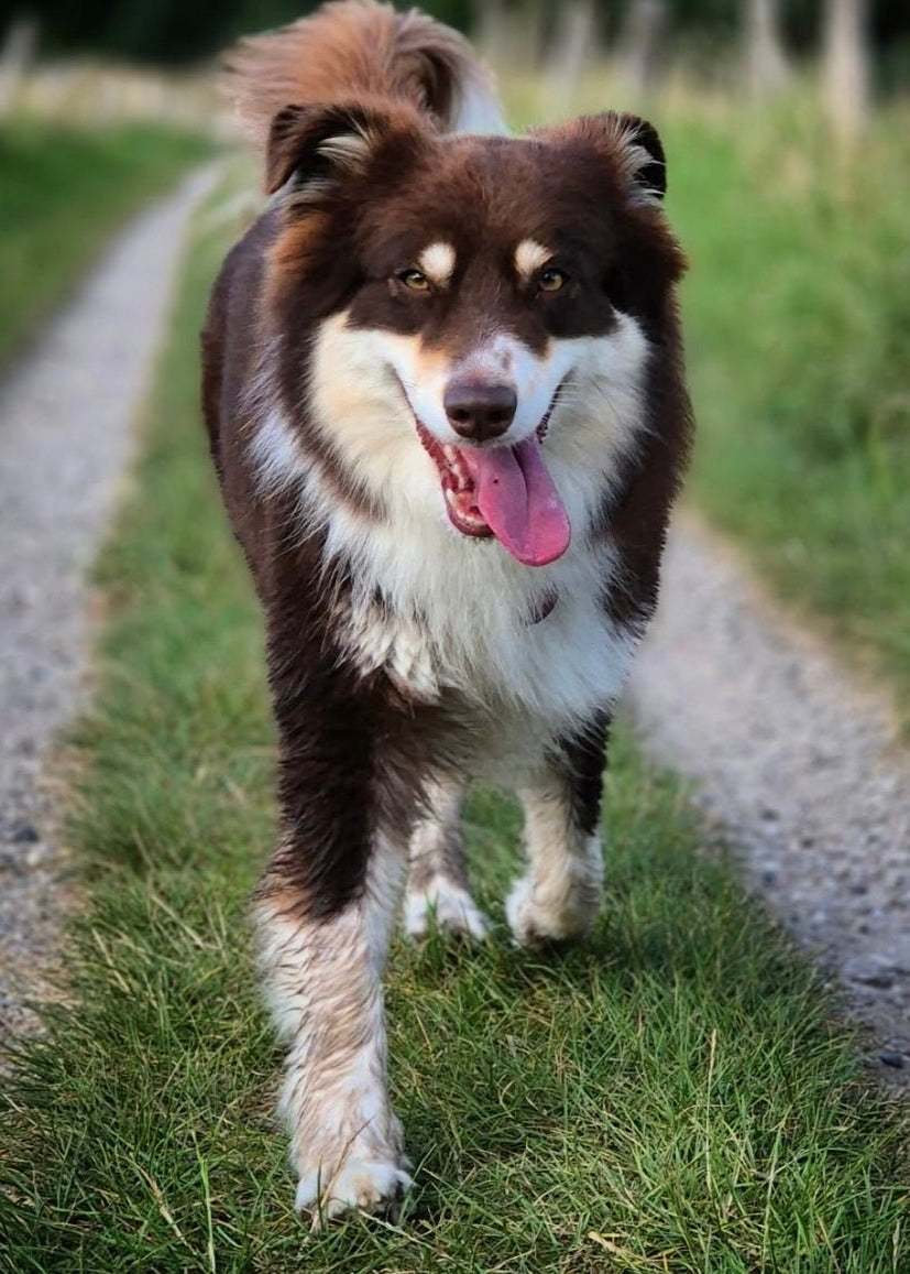 Warum Insektenfutter die beste Wahl bei Futtermittelallergie ist