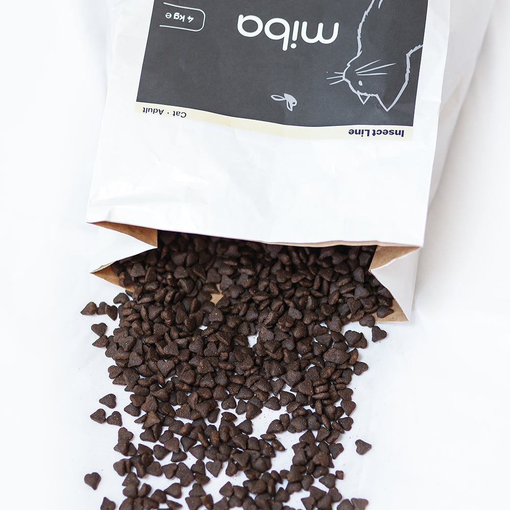 Insekt mit Süßkartoffel, Lachsöl & Chicorée