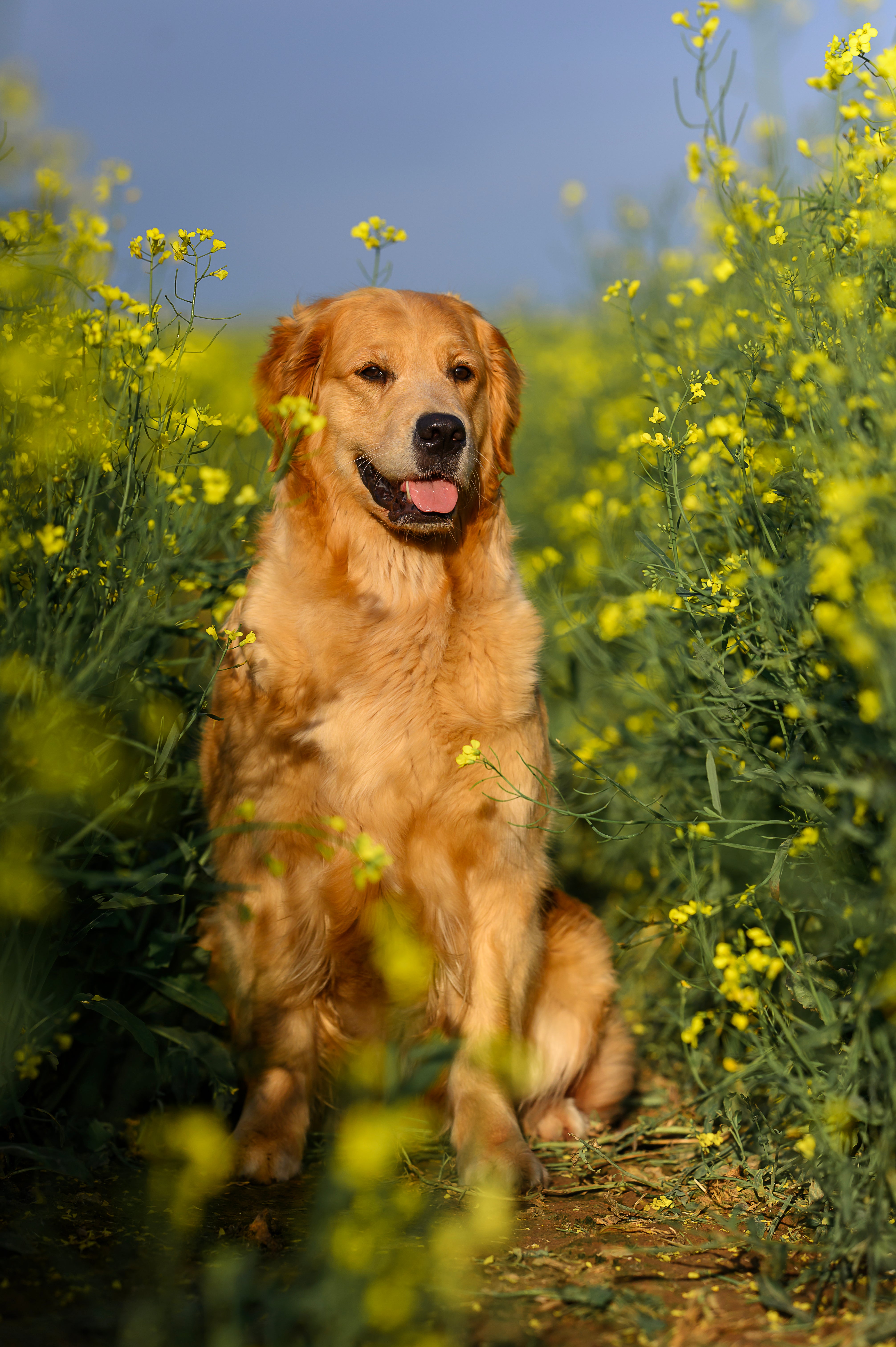 Healthy digestion, healthy skin & beautiful coat